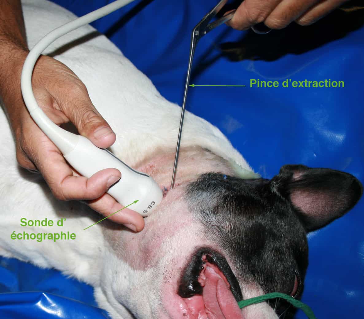 Epillet chez le chien