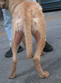 Alopécie chesapeake bay retriever