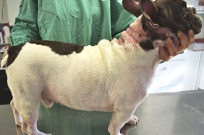 Calcinose cutanée chez le chien