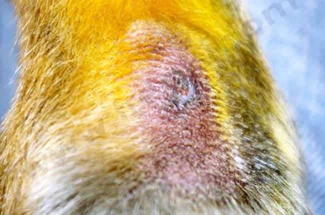 Fistules métatarsiennes chez le chien