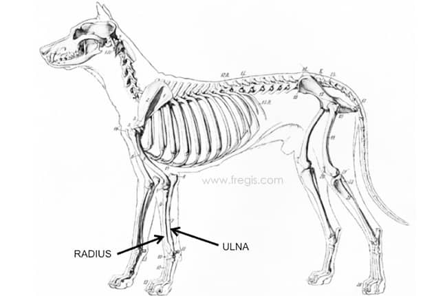 Fracture du radius et de l'ulna chez les chiens de petites races ou races miniatures