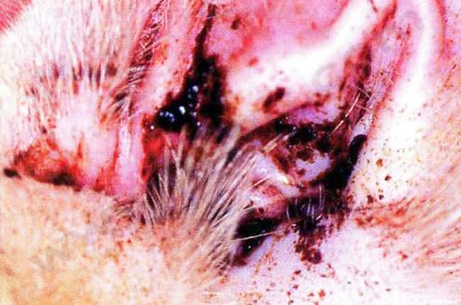 Gale d'oreille ou Otodectose chez le chien et le chat