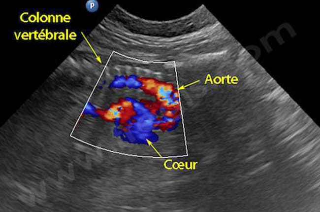 Gestation (Grossesse) chez le chatte