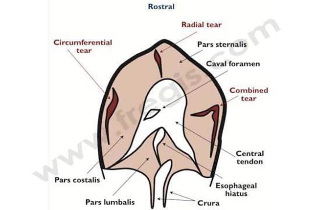 Hernie diaphragmatique chez le chien