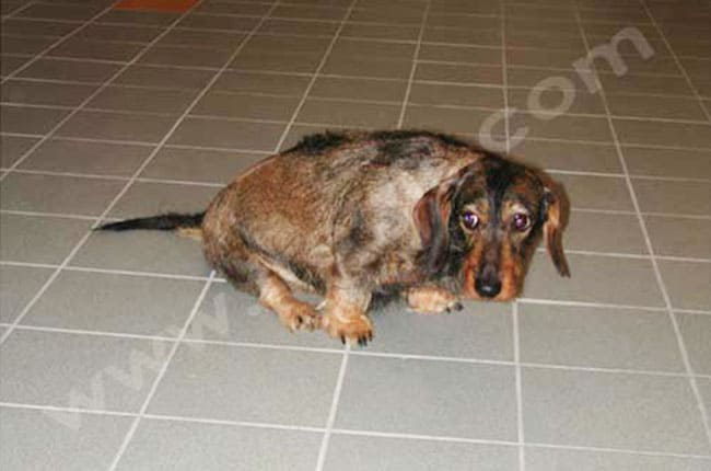 Hernie discale chez le chien