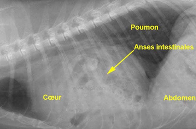 Hernie péricardo-diaphragmatique chez le chat