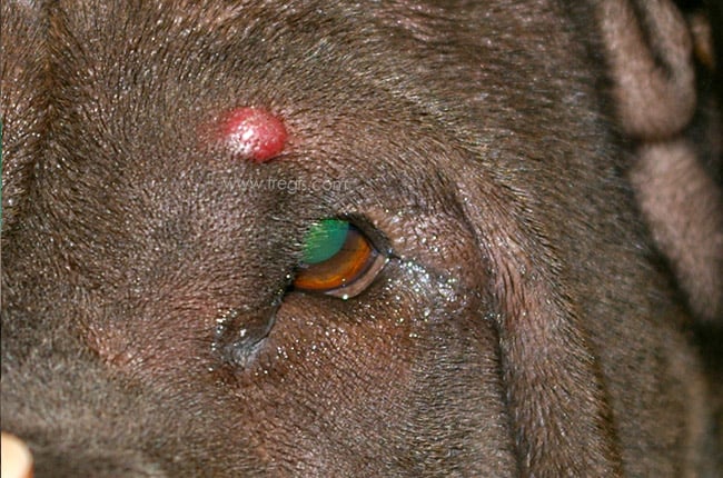 Histiocytome cutané chez le chien