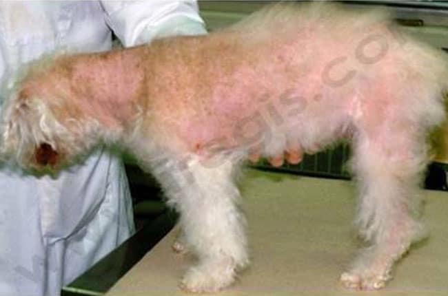Hypercorticisme ou maladie de Cushing chez le chien