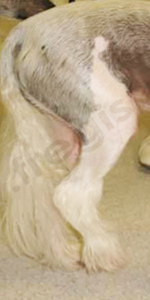 Hydrothérapie chez le chien