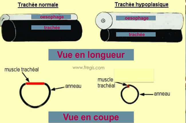 Hypoplasie trachéale chez le chien