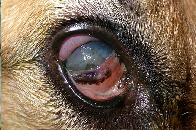 Infiltration lymphoplasmocytaire de la membrane nictitante chez le chien