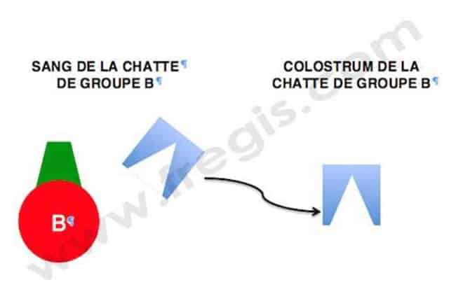 Isoérythrolyse néonatale (syndrome hémolytique néonatal) chez le chat