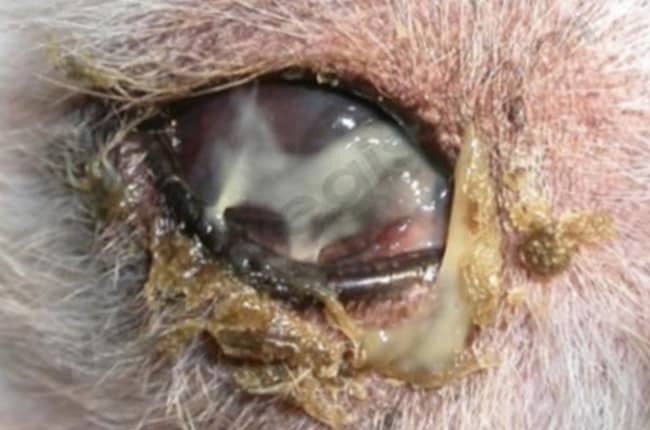 Kératoconjonctivite sèche chez le chien