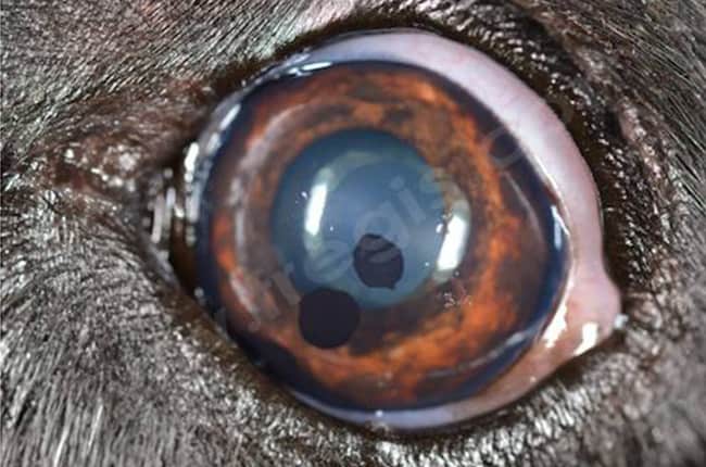 Kystes de l'iris et de l'uvée chez le chien