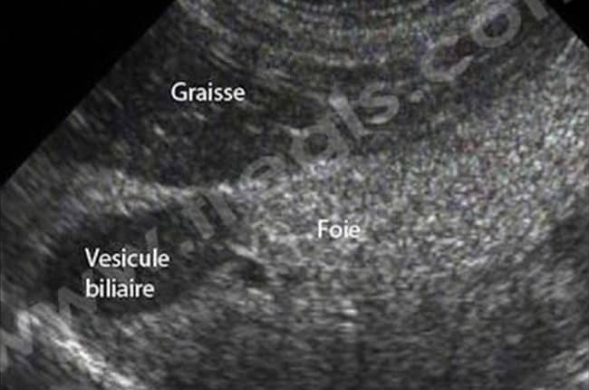 Lipidose hépatique chez le chien