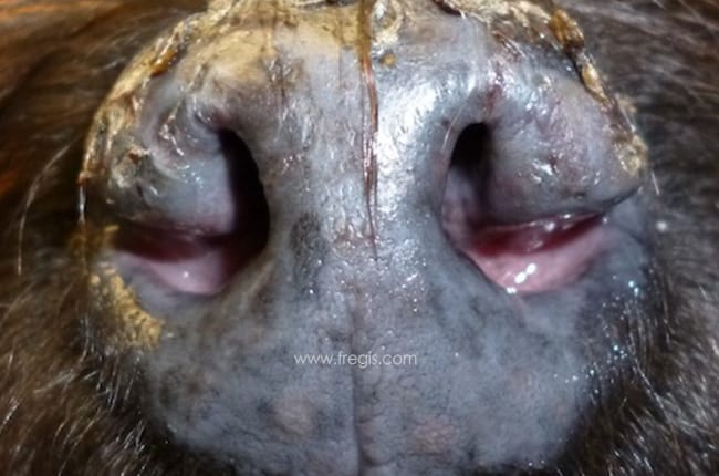 Lupus érythémateux discoïde chez le chien