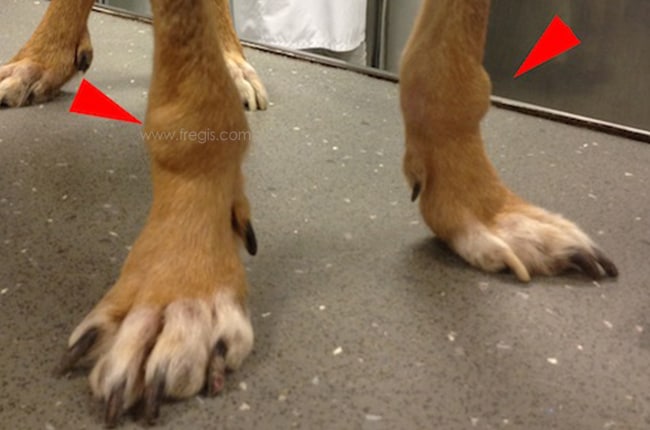 Lupus érythémateux systémique chez le chien
