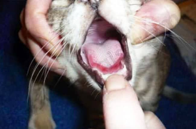 Calicivirose chez le chat