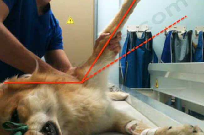 Luxation de l'épaule chez le chien