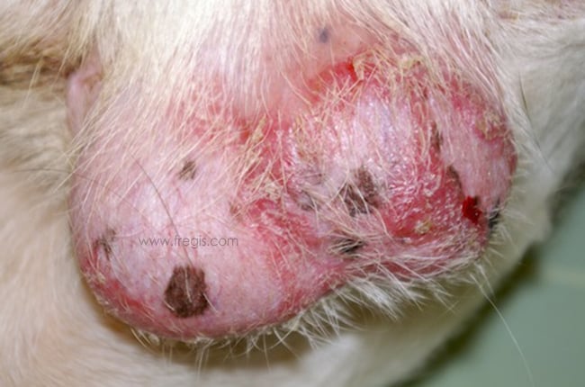 Lymphome cutané chez le chien