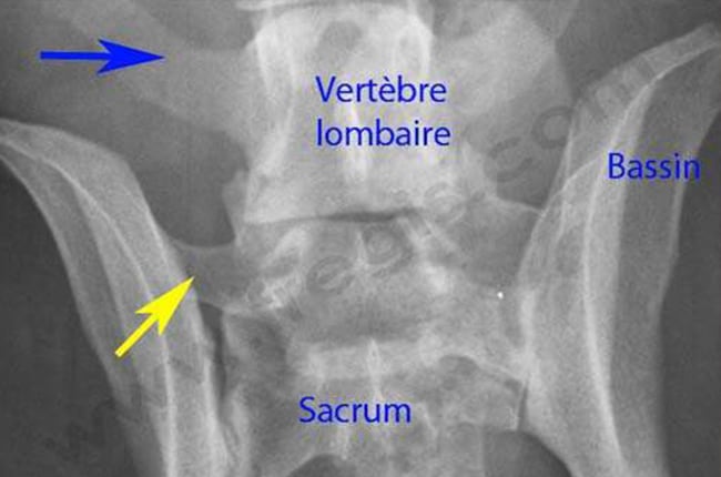 Vertèbre lombo-sacrée transitionnelle chez le chien