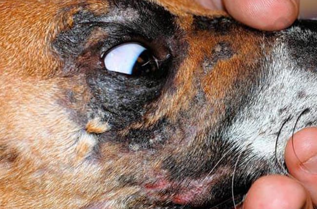 Vasculopathie familiale chez ke chien