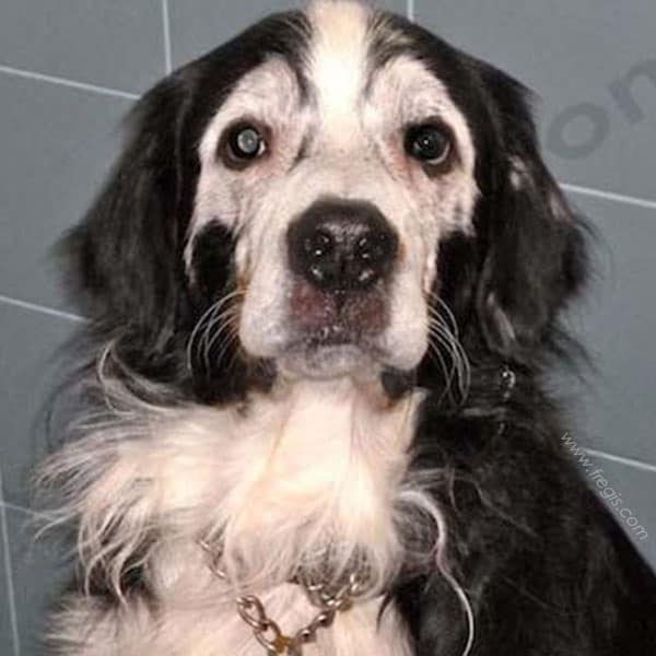 Canitie chez le chien