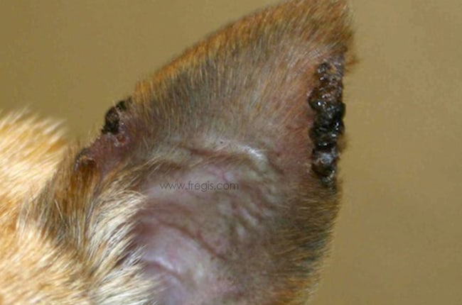 Vascularite ou dermatopathie ischémique chez le chien