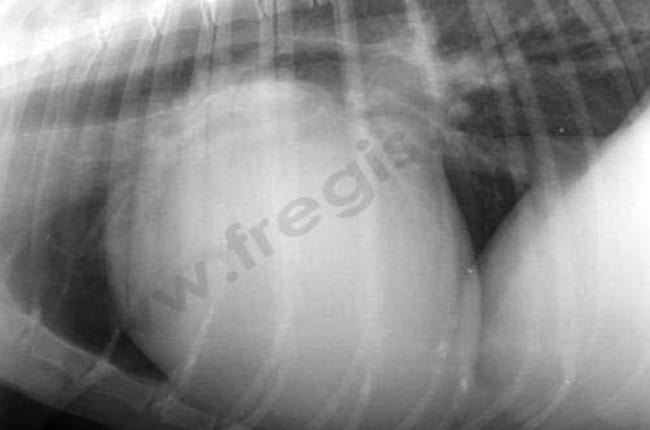 Urgences cardiaques chez le chien