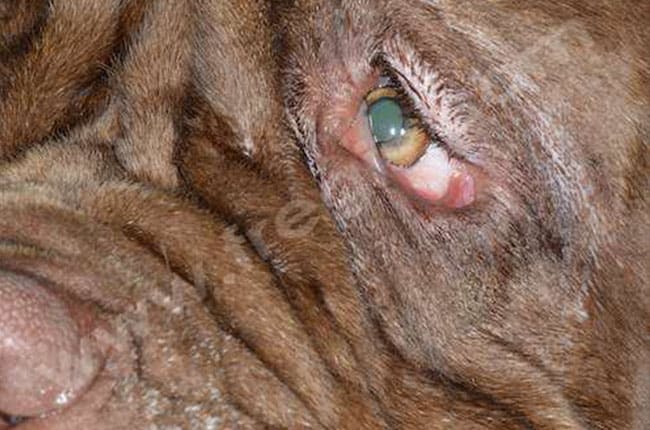 Macroblépharon (ou Euryblépharon) chez le chien