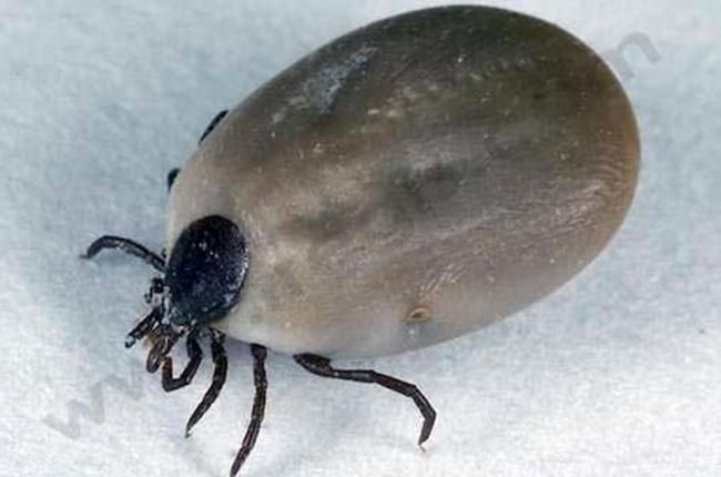 Maladie de Lyme chez le chien