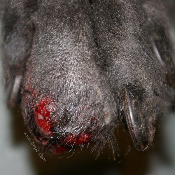 Carcinome épidermoïde du doigt chez le chien