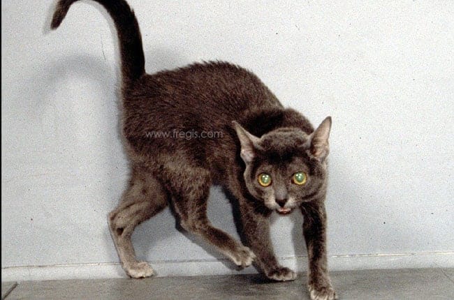 Maladie lysosomales nerveuses chez le chat