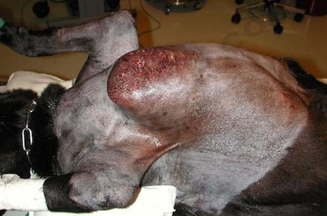 Mastocytome chez le chien