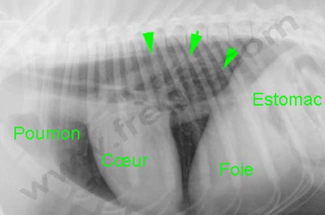 Mégaoesophage chez le chien