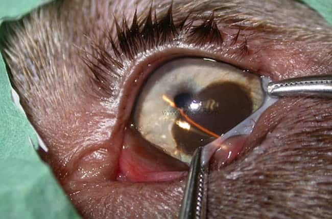 Mélanome oculaire chez le chien