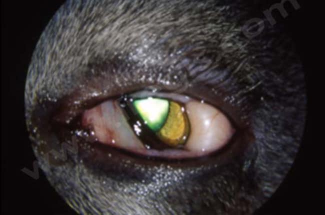 Microphtalmie et microcornée chez le chien