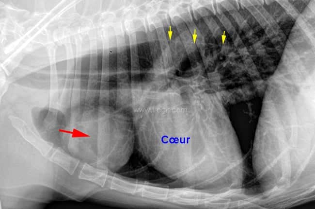 Myasthénie grave chez le chat