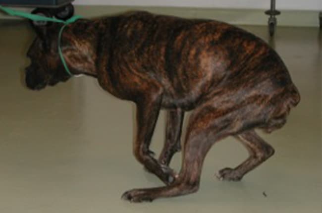 Myasthénie grave chez le chien