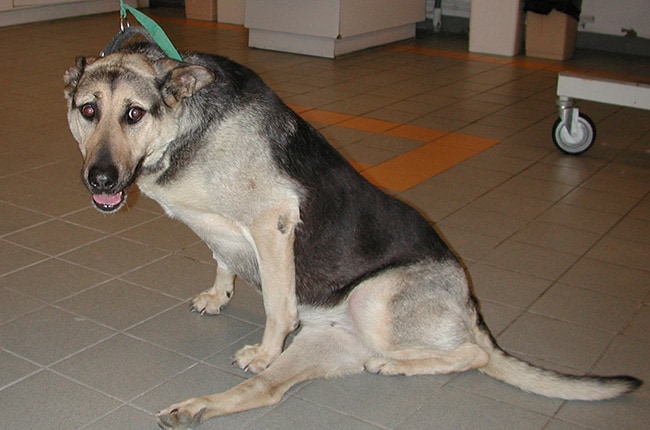 Myélopathie dégénérative chez le chien