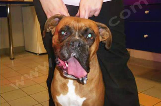 Asymétrie de la tête chez le chien