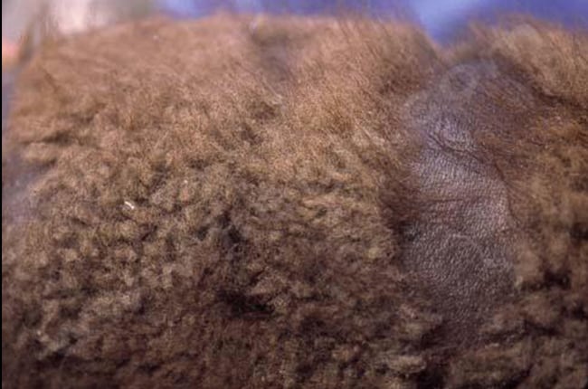 Nanisme hypophysaire congénital ou hyposomatotropisme chez le chien