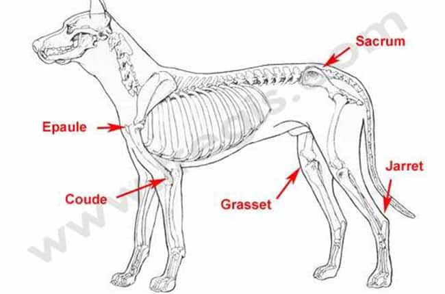 Ostéochondrose, Ostéochondrite (ou OCD) chez le chien