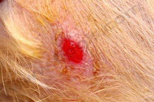 Panniculite nodulaire stérile idiopathique chez le chien
