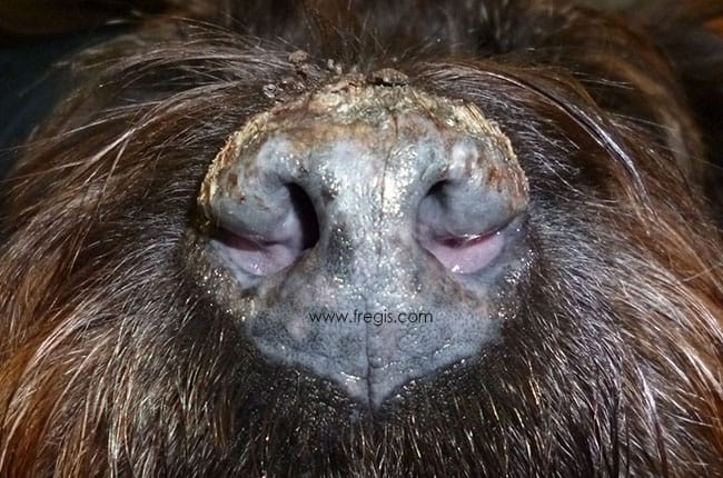 Pemphigus érythémateux chez le chien