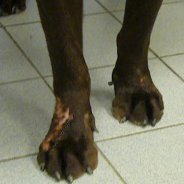 Pododermatite chez le chien