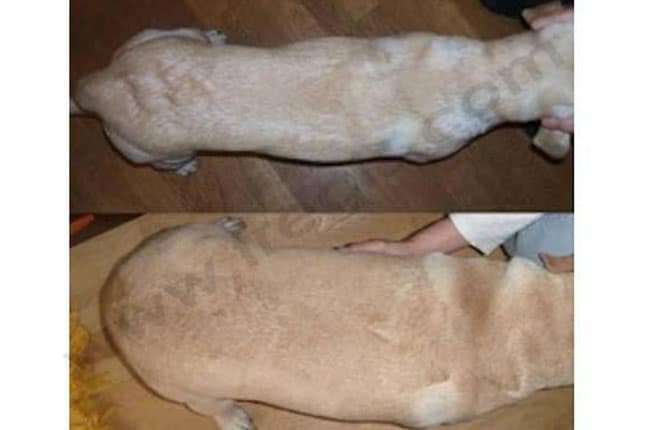 Poids idéal chez le chien et le chat