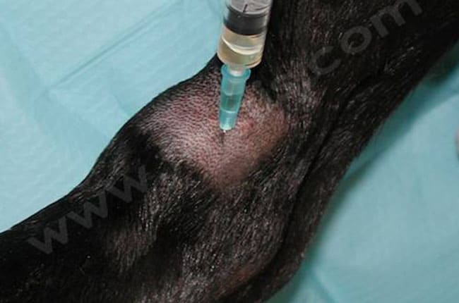 Polyarthrite chez le chien