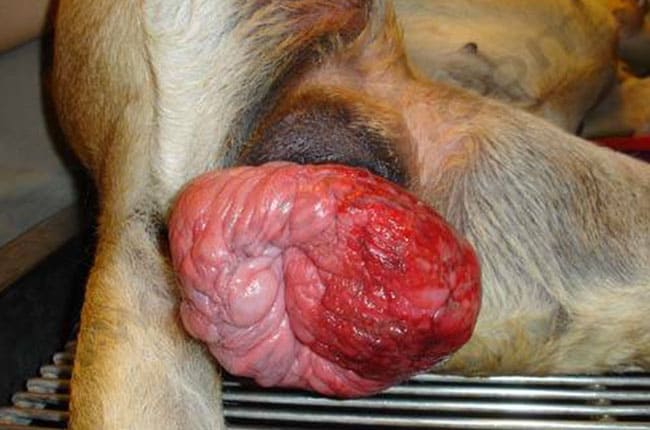 Prolapsus vaginal chez la chienne