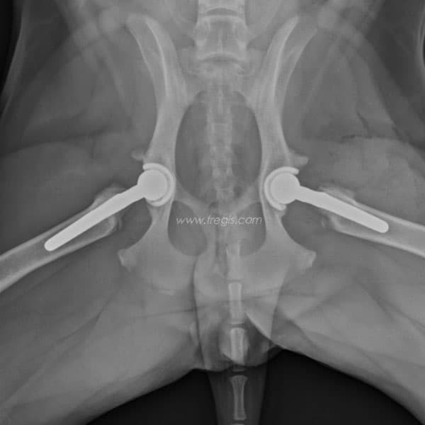 Prothèse de hanche chez le chien
